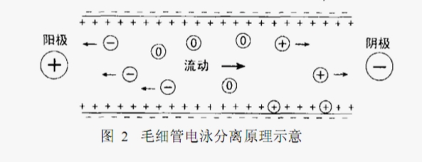 ATA-7050毛细管电泳功率放大器如何进行毛细管电泳实验